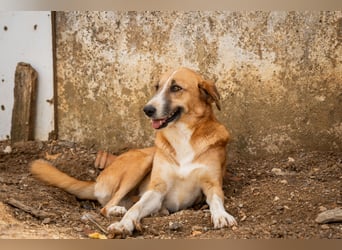 Gioz- ein Auge aber trotzdem voller Liebe