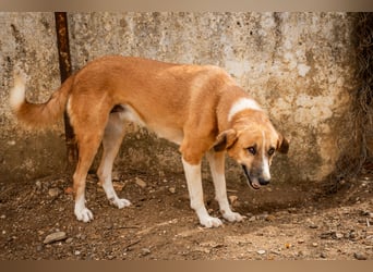 GIOZ - ein Auge, aber trotzdem voller Liebe