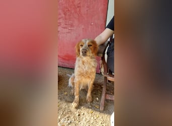 Nemo - Ein sanfter Spaniel-Mix sucht endlich Sicherheit