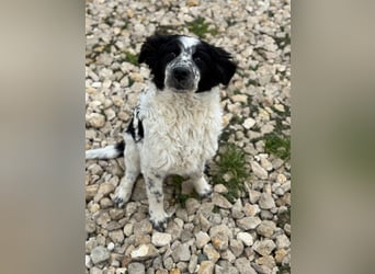 CALIN sucht seine Menschen