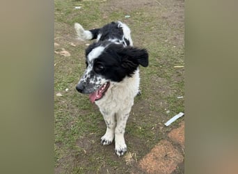 CALIN sucht seine Menschen