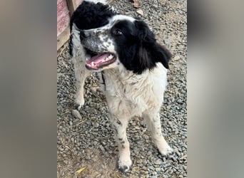 CALIN sucht seine Menschen