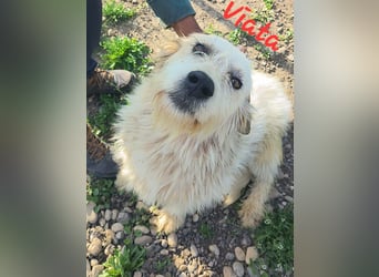 VIATA heißt Leben...