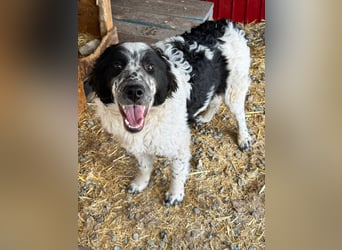 CALIN sucht seine Menschen