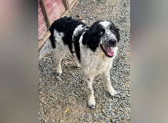 CALIN sucht seine Menschen