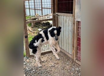 CALIN sucht seine Menschen