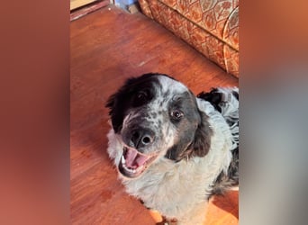 CALIN sucht seine Menschen