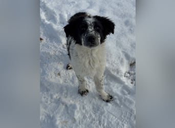 CALIN sucht seine Menschen