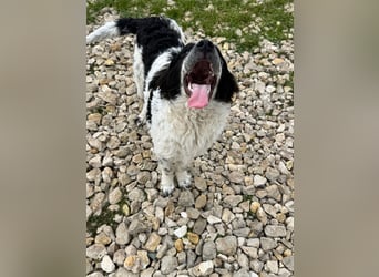 CALIN sucht seine Menschen