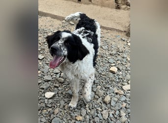 CALIN sucht seine Menschen