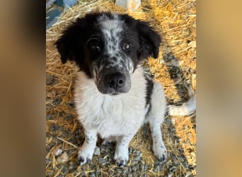 CALIN sucht seine Menschen