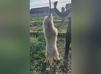 VIATA heißt Leben...