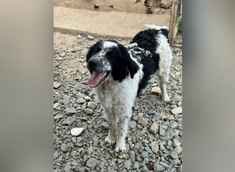 CALIN sucht seine Menschen