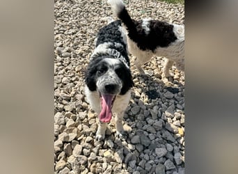 CALIN sucht seine Menschen