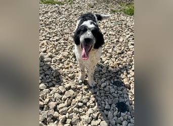 CALIN sucht seine Menschen