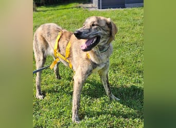 Draghino: sucht eine ruhige Familie