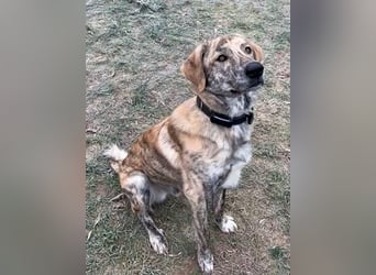 Draghino: sucht eine ruhige Familie