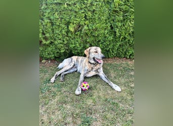 Draghino: es sollte nicht sein