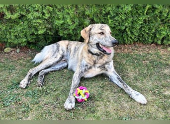 Draghino: sucht eine ruhige Familie