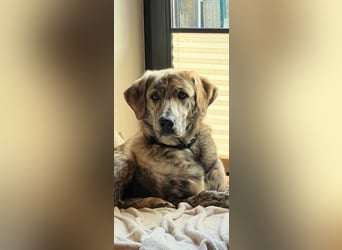 Draghino: es sollte nicht sein