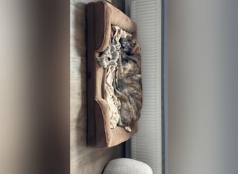 Draghino: es sollte nicht sein