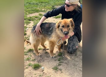 Ted, toller Rüde sucht seine Menschen