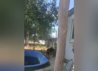 Bonni, zauberhafte Lady sucht Traumzuhause