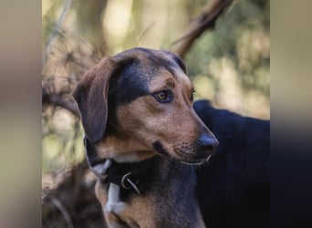 Hanni-griech. Bracken-Mischling- sucht ein Zuhause