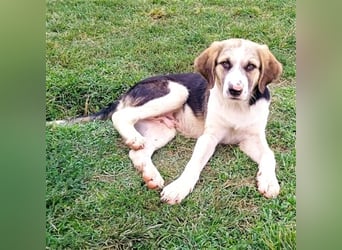 Barney - griech. Schäferhund-Mischling