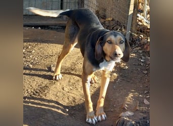 Hanni-griech. Bracken-Mischling- sucht ein Zuhause