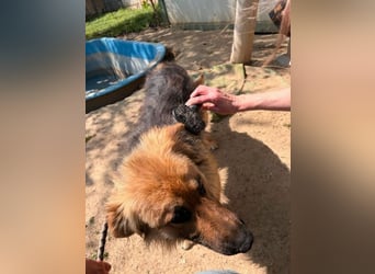 Ted, toller Rüde sucht seine Menschen