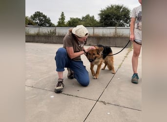 Ted, toller Rüde sucht seine Menschen