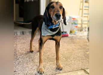 Jepeto: sucht ein Zuhause / eine Pflegestelle