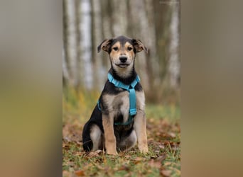 Hübscher Goscha sucht warmes Körbchen