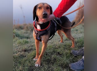 Hanni-griech. Bracken-Mischling- sucht ein Zuhause