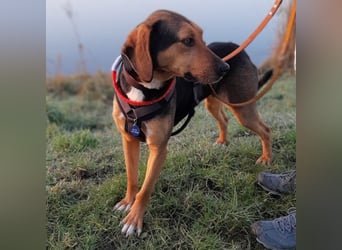 Hanni-griech. Bracken-Mischling- sucht ein Zuhause