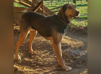 Hanni-griech. Bracken-Mischling- sucht ein Zuhause