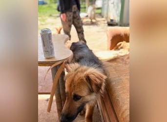 Ted, toller Rüde sucht seine Menschen