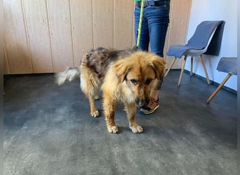Ted, toller Rüde sucht seine Menschen