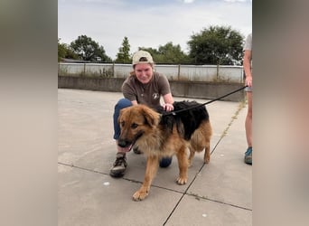Ted, toller Rüde sucht seine Menschen