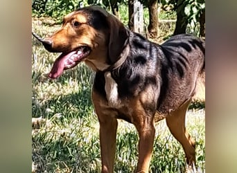 Hanni-griech. Bracken-Mischling- sucht ein Zuhause