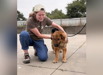 Ted, toller Rüde sucht seine Menschen
