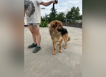 Ted, toller Rüde sucht seine Menschen