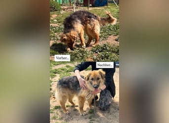Ted, toller Rüde sucht seine Menschen