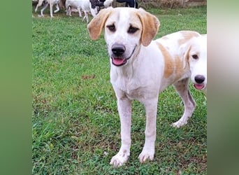 Fred - griech. Schäferhund-Mischling