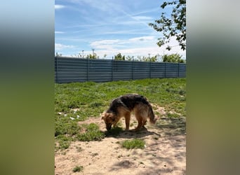 Ted, toller Rüde sucht seine Menschen