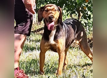 Hanni-griech. Bracken-Mischling- sucht ein Zuhause