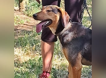 Hanni-griech. Bracken-Mischling- sucht ein Zuhause