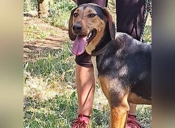 Hanni-griech. Bracken-Mischling- sucht ein Zuhause