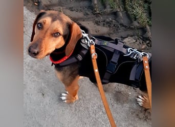 Hanni-griech. Bracken-Mischling- sucht ein Zuhause